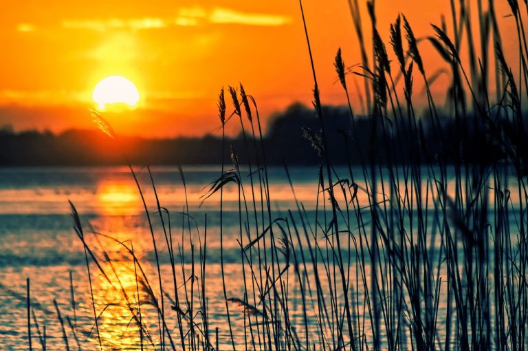 lake, reeds, sunset